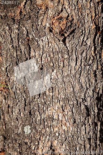 Image of old tree texture