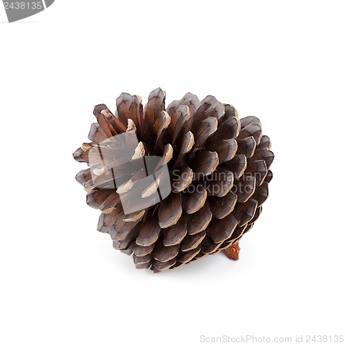 Image of pine cone