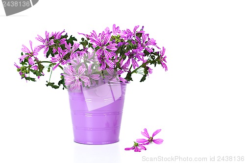Image of wild violet flowers in bucket i