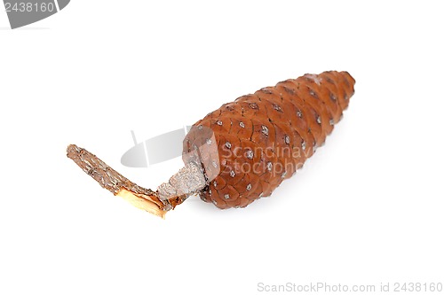 Image of pine cone 