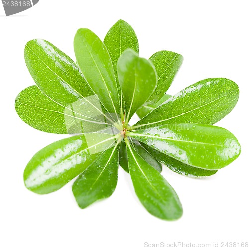 Image of fresh green leaves