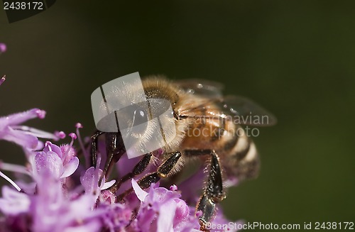 Image of pollination