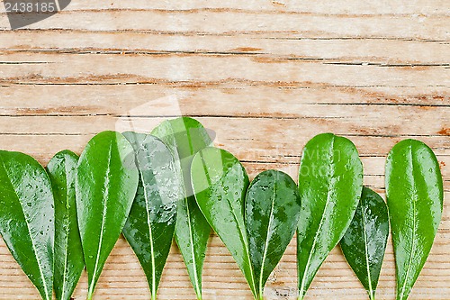 Image of Green leaves on wooden background 