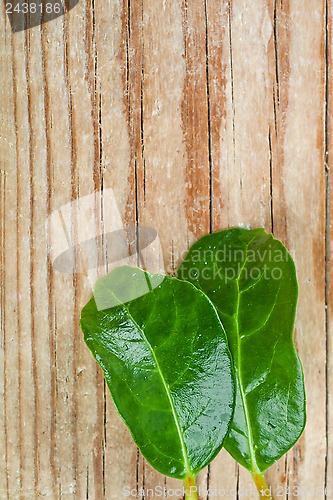 Image of two green leaves