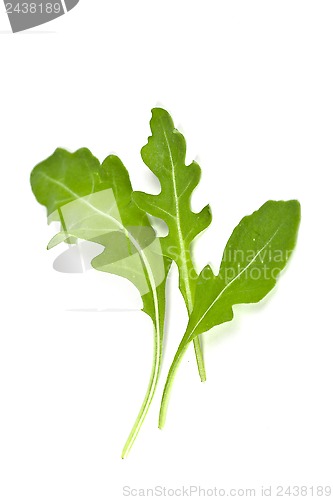 Image of fresh rucola leaves