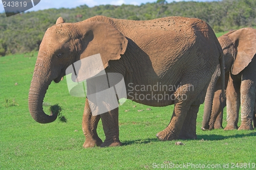 Image of Feeding on grass