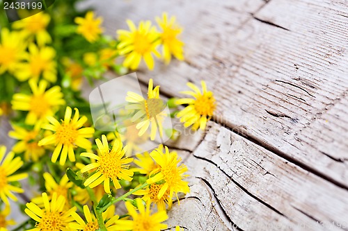 Image of wild yellow flowers 