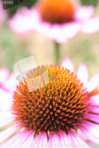 Image of Purple coneflower