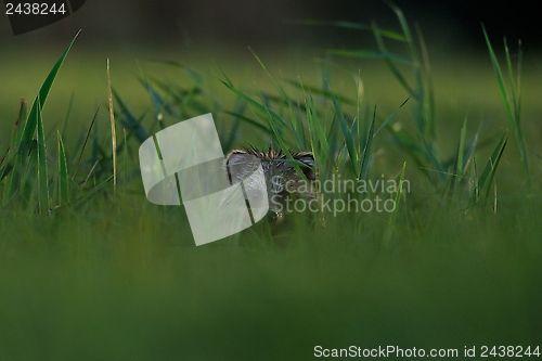 Image of Raccoon dog peeking out of the grass