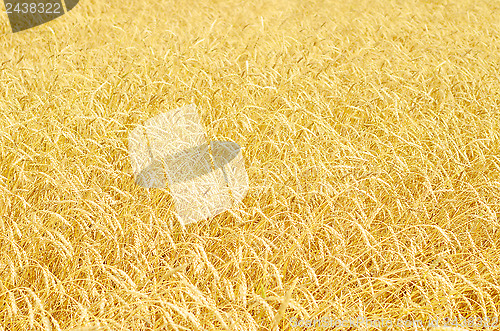 Image of wheat field