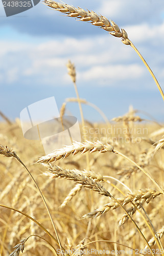 Image of wheat field
