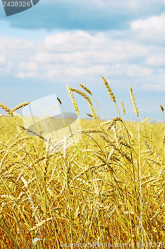 Image of wheat field