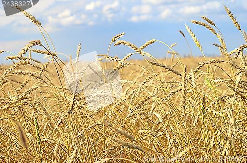 Image of wheat field