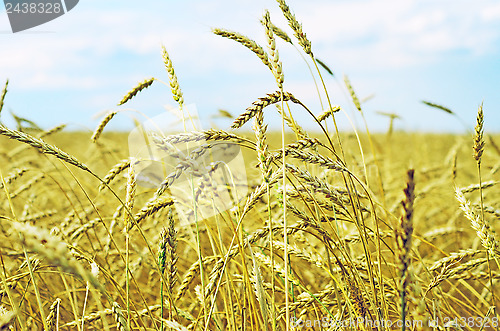 Image of wheat field