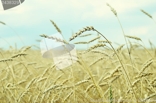 Image of wheat field