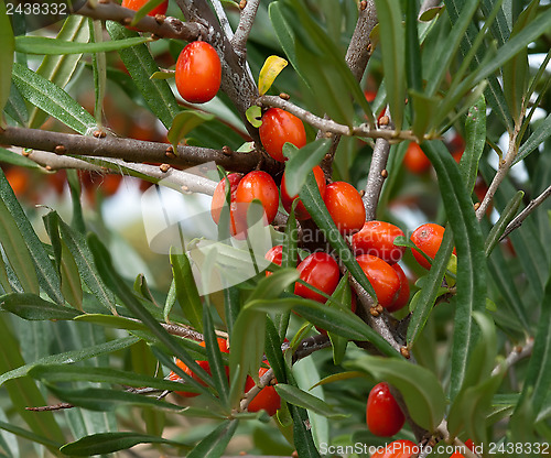 Image of Sea-buckthorn.