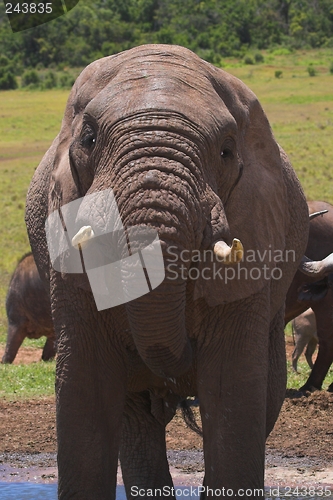 Image of drinking elephant