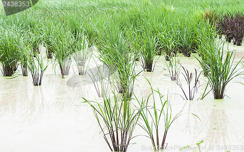 Image of Crops in the agricultural demonstration