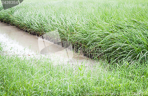 Image of Green crops in the agricultural demonstration