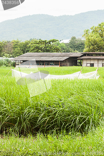 Image of Crops field and shed in front of the mountain