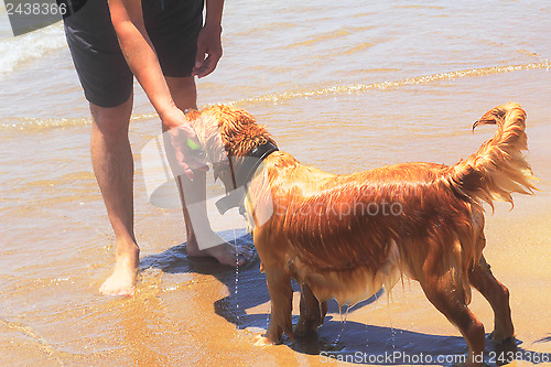 Image of Beautiful pedigree dog on the beach.