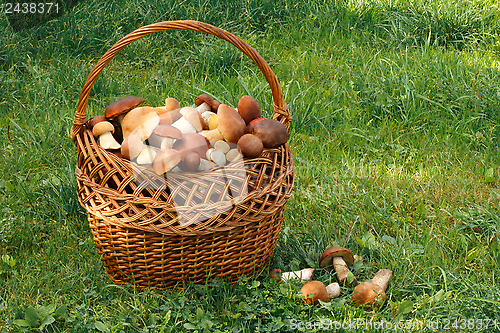 Image of Wicker basket full of mushrooms in the forest clearing.