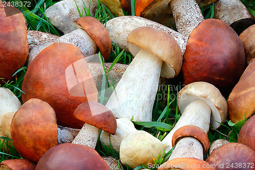 Image of Beautiful mushrooms on the grass in the forest.