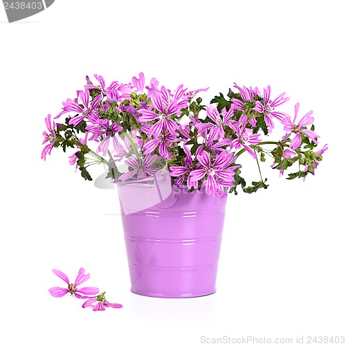 Image of wild violet flowers in bucket 