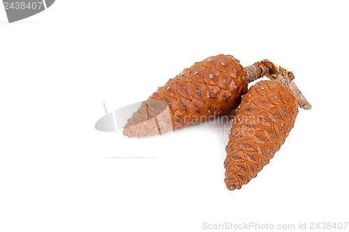 Image of two pine cones