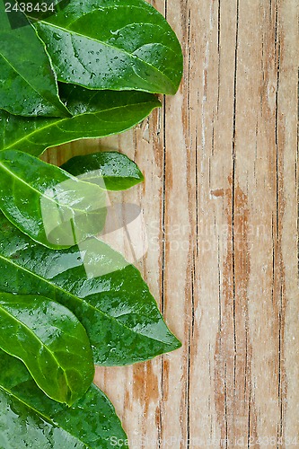 Image of green leaves on rustic wooden background 