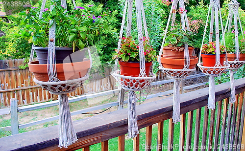 Image of Patio flowers.