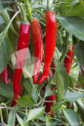 Image of In vegetable garden grows bush with  pepper