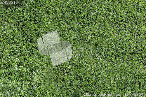 Image of Green vibrant grass