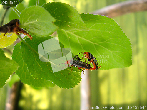 Image of motley bugs on the leaf making love