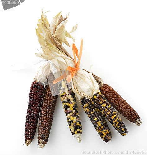 Image of Indian Corn