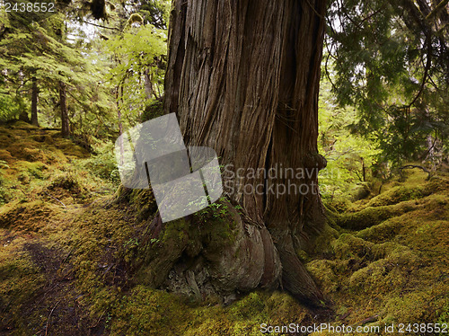 Image of Large  Old Tree In The Rain Forest 