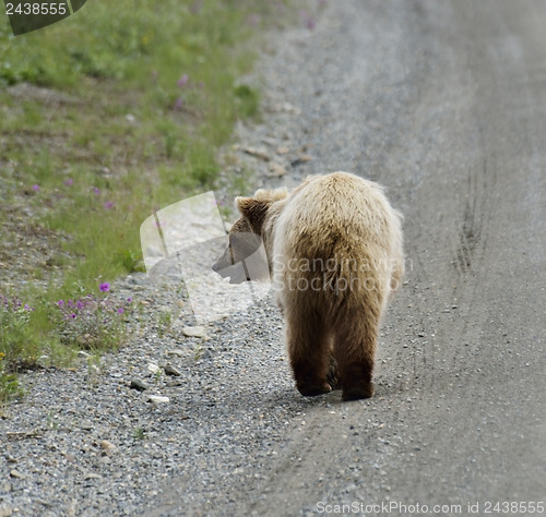 Image of Brown Bear