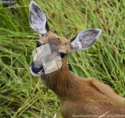 Image of Whitetail Deer Female 