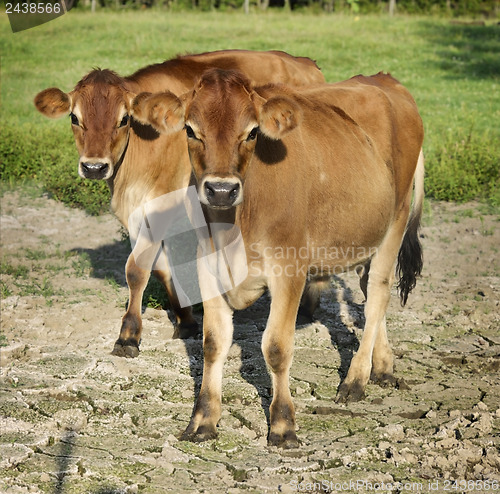 Image of Calves
