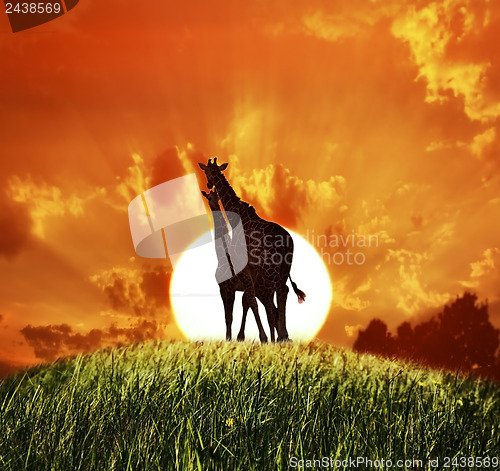 Image of Giraffes At Sunset