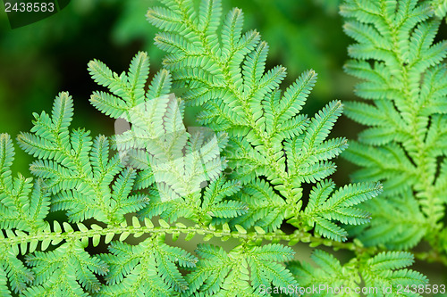 Image of Green leaves of tropical fern close-up