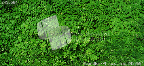 Image of Natural green foliage background - high-resolution panorama