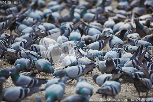Image of Pigeons gaily eat at town square. At this point they shit