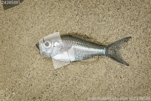 Image of Little fish drying on the sand beach 