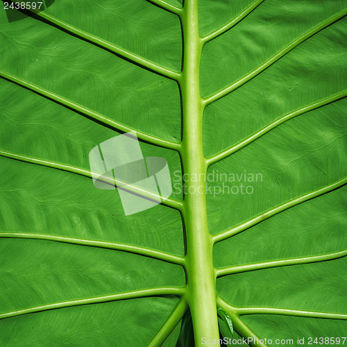 Image of Tropical plant green background - Colocasia gigantea leaf