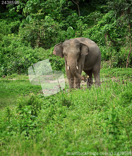 Image of Elephant eats in nature