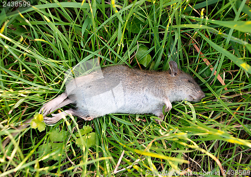 Image of Dead rat with a broken leg on grass