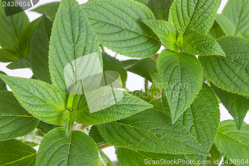 Image of Green mint leaves