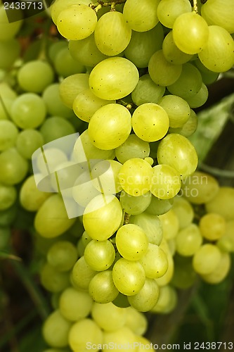 Image of Cluster of yellow grapes