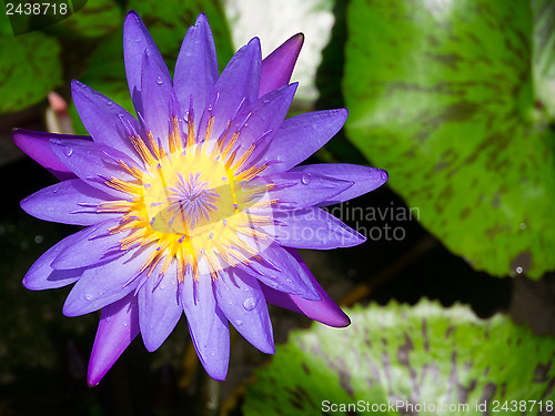 Image of violet water lily